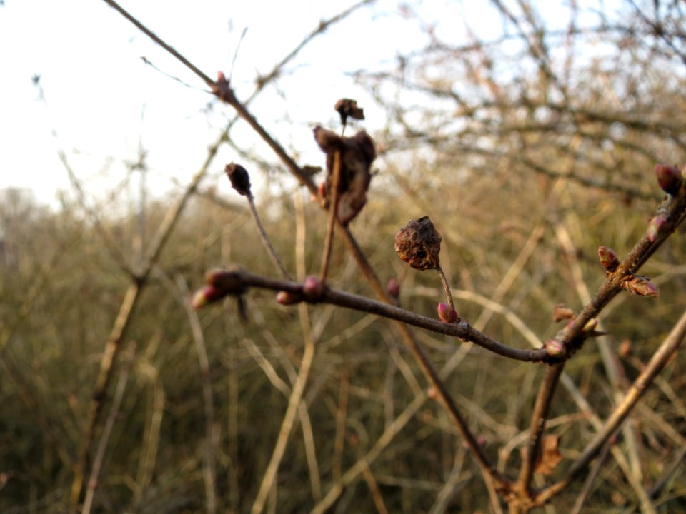20150213Lonicera_xylosteum3