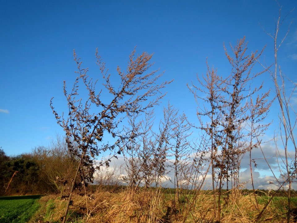20150202Artemisia_vulgaris1