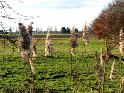 20150202Phragmites_australis1
