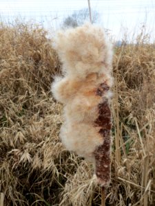20150315Typha_latifolia3