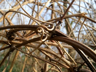 20150131Clematis_vitalba4