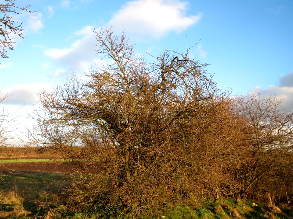 20150202Hockenheim4