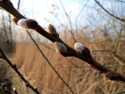 20150315Salix_cinerea3