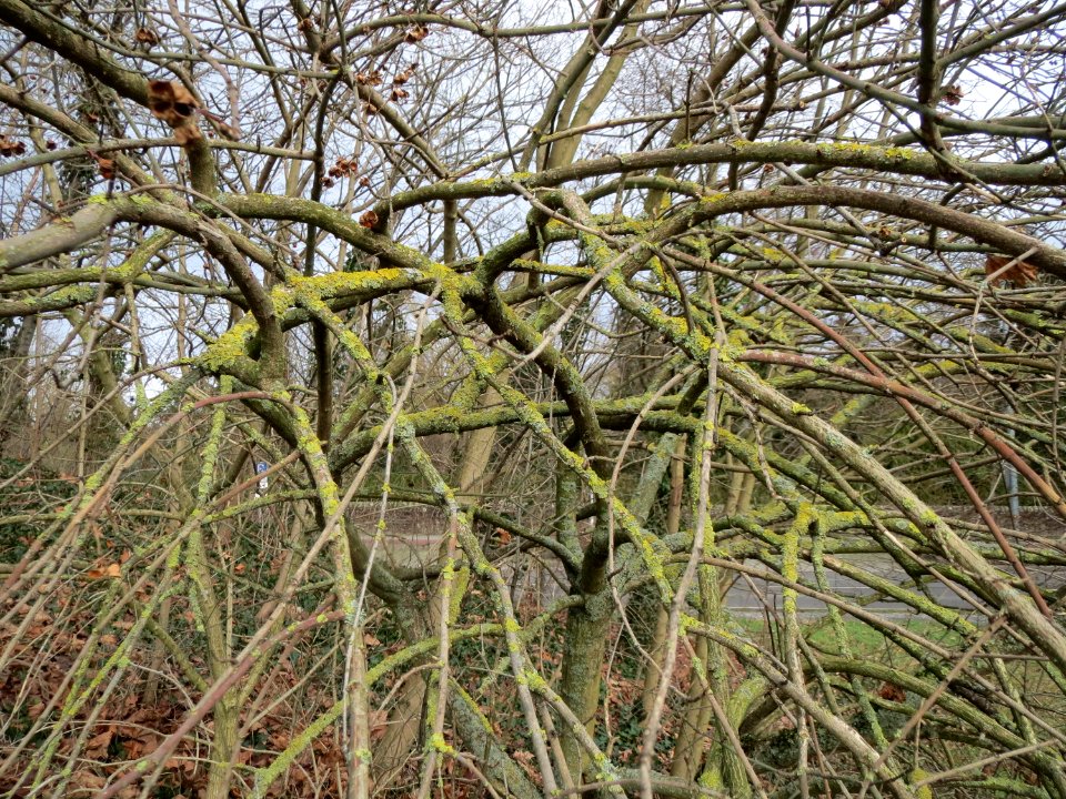 20150131Euonymus_europaeus1