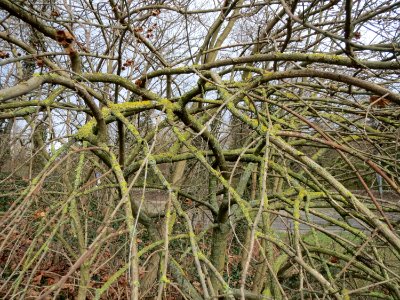 20150131Euonymus_europaeus1