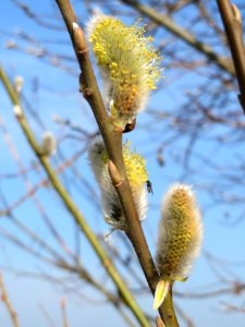 20150316Salix_caprea09