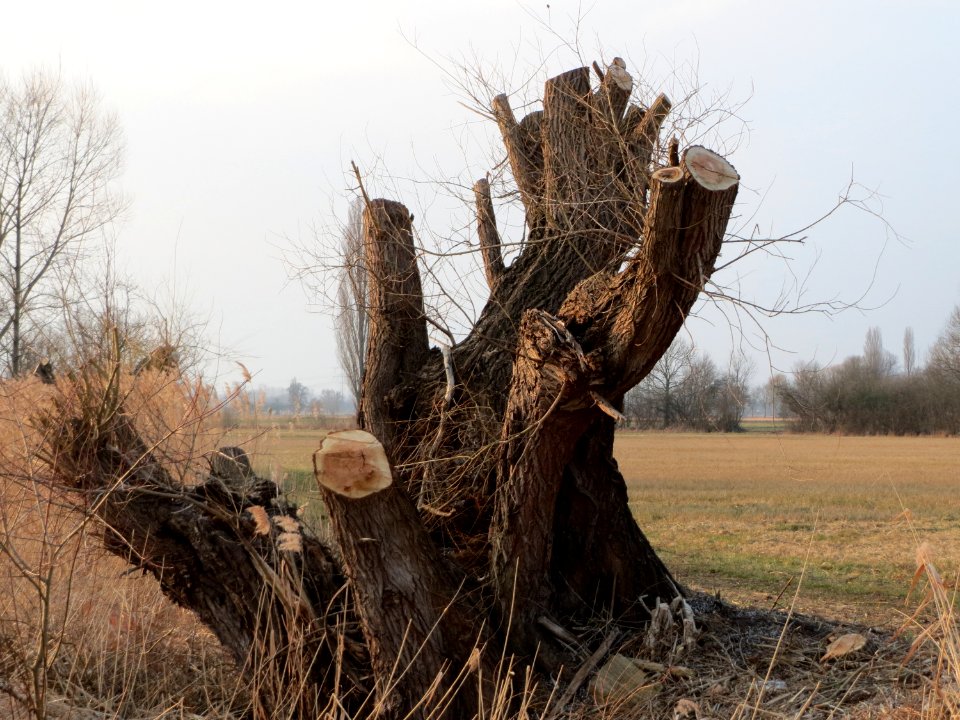 20150315Salix_alba2