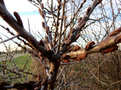 20150113Hippophae_rhamnoides7