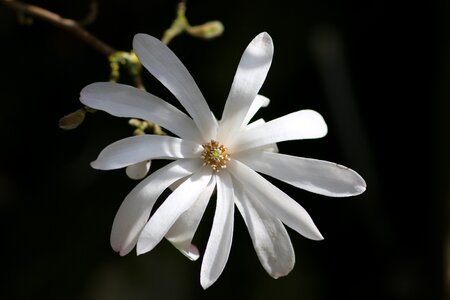 White flower spring tree