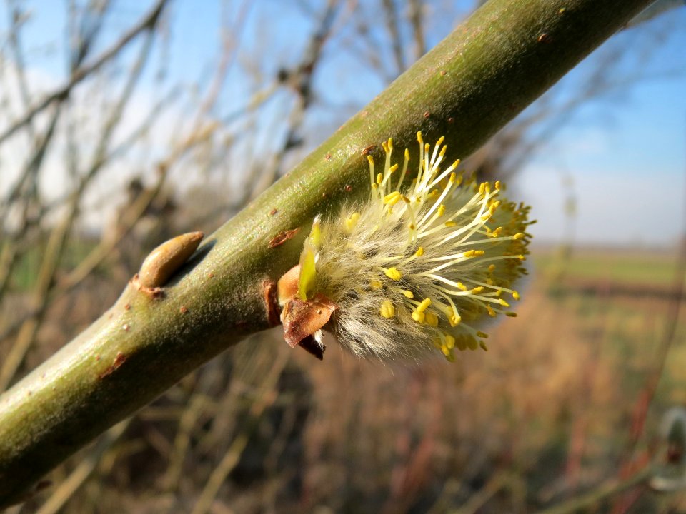 20150316Salix_caprea10