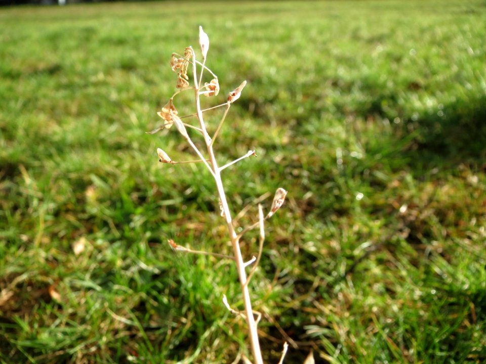 20150202Capsella_bursa-pastoris1