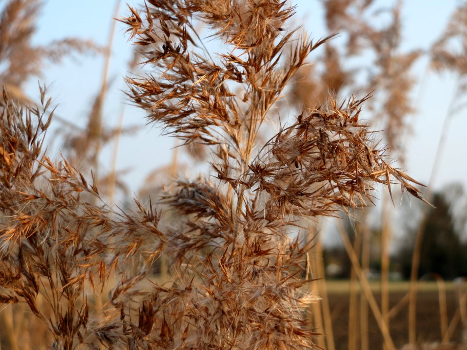 20150315Phragmites_australis2