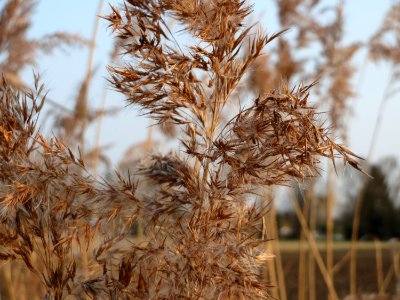 20150315Phragmites_australis2