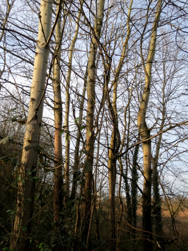 20150118Populus_tremula2