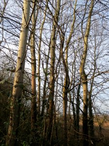 20150118Populus_tremula2