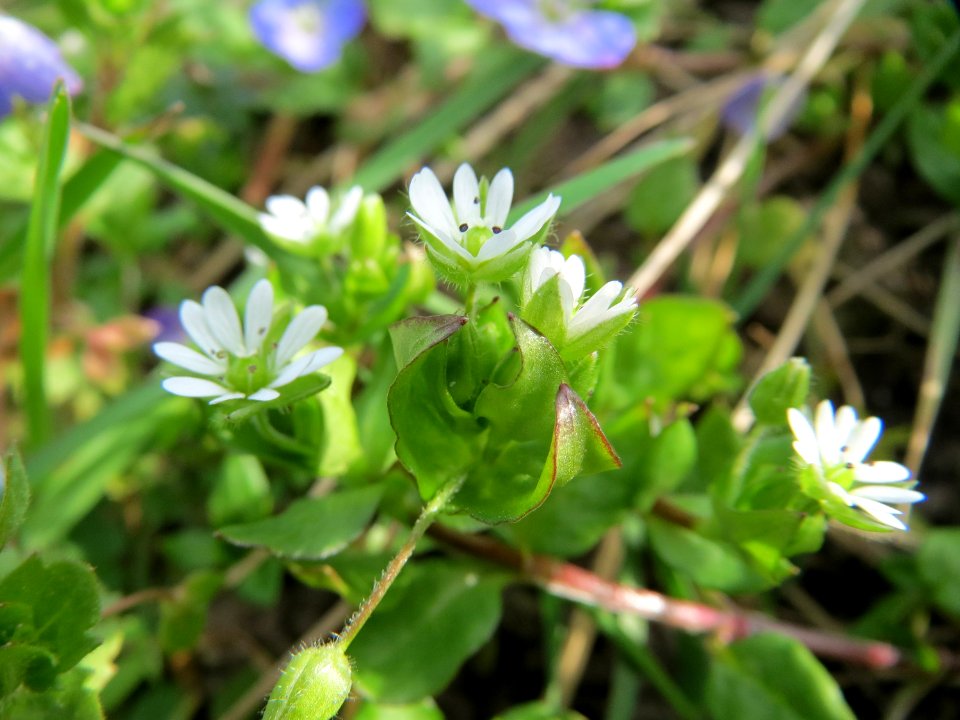 20150316Stellaria_media