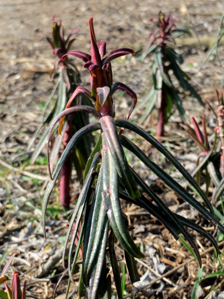 20150316Euphorbia_lathyris3