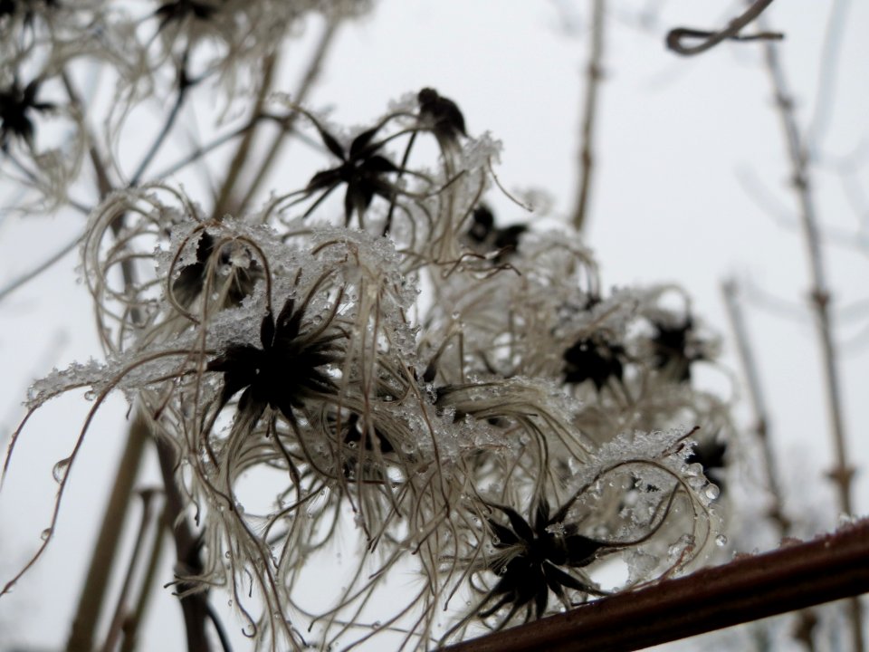 20150124Clematis_vitalba2