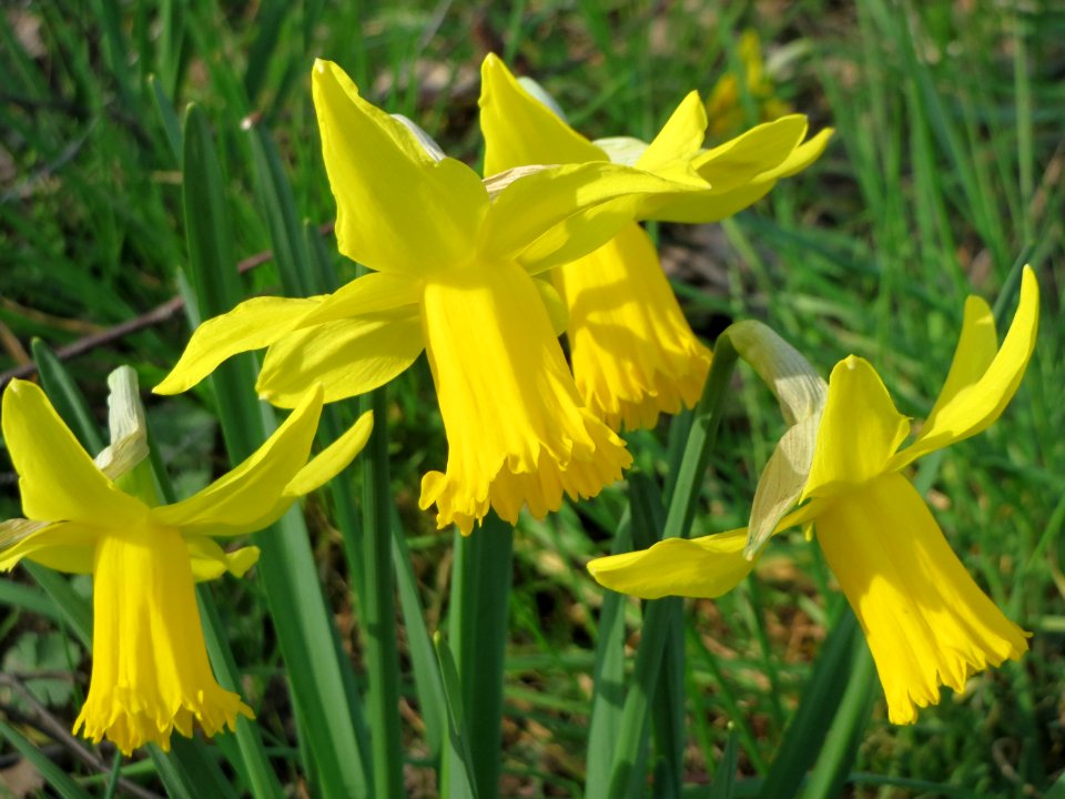 20150317Narcissus_pseudonarcissus4