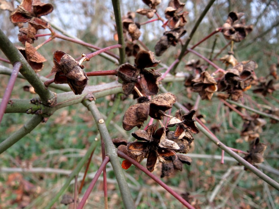 20150131Euonymus_europaeus2