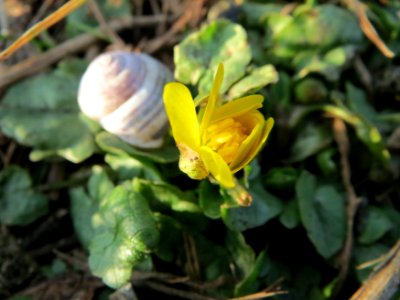 20150317Ficaria_verna2