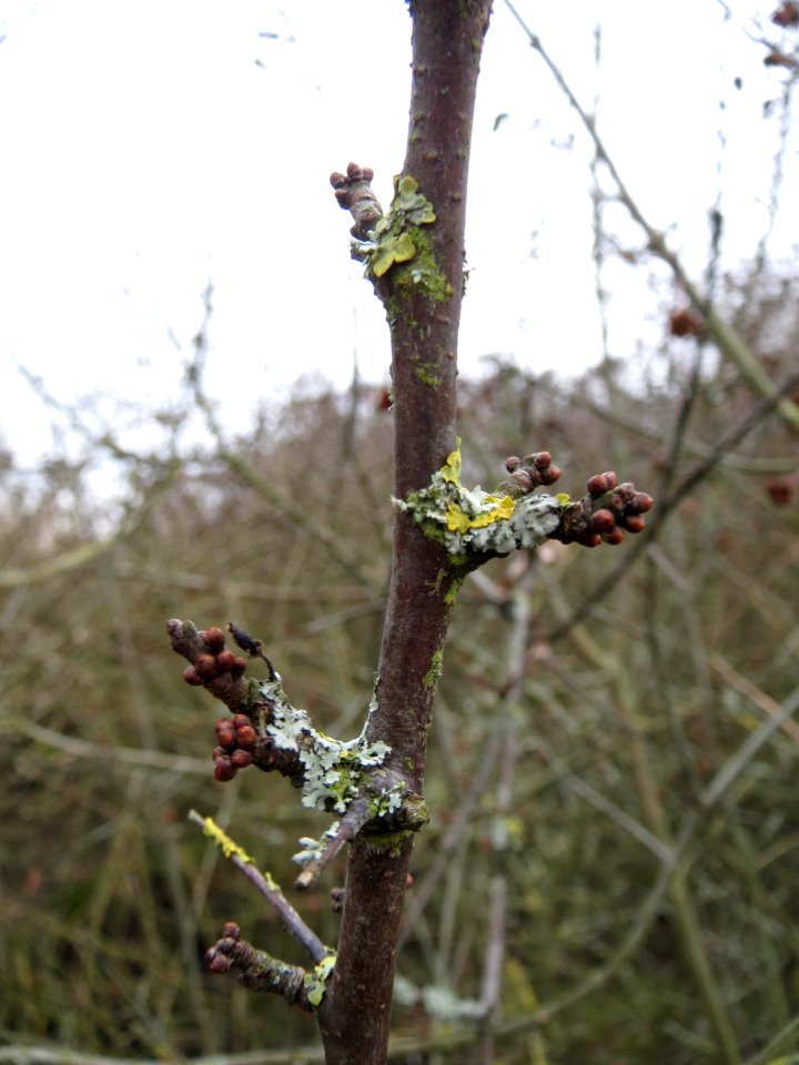 20150131Prunus_spinosa1