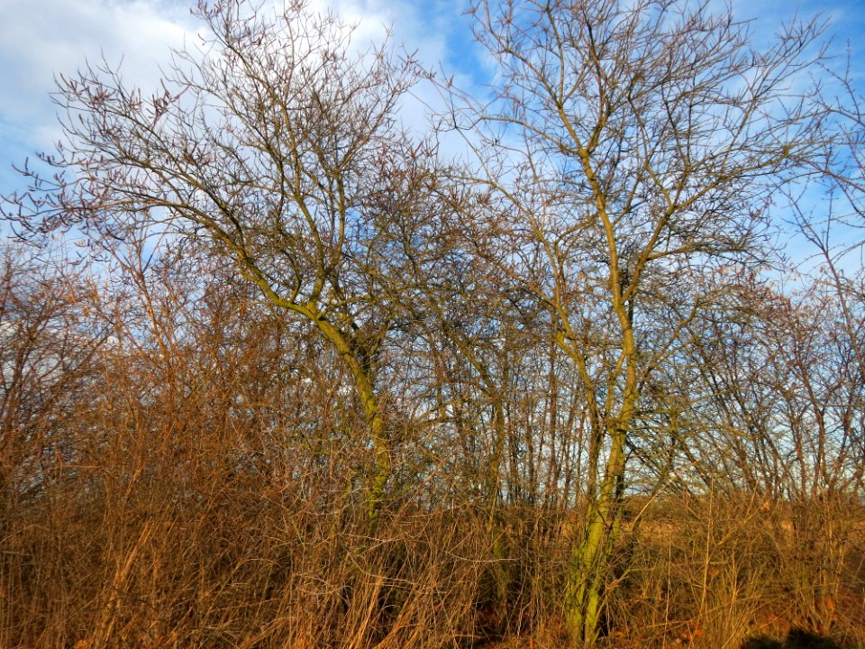20150113Hippophae_rhamnoides1