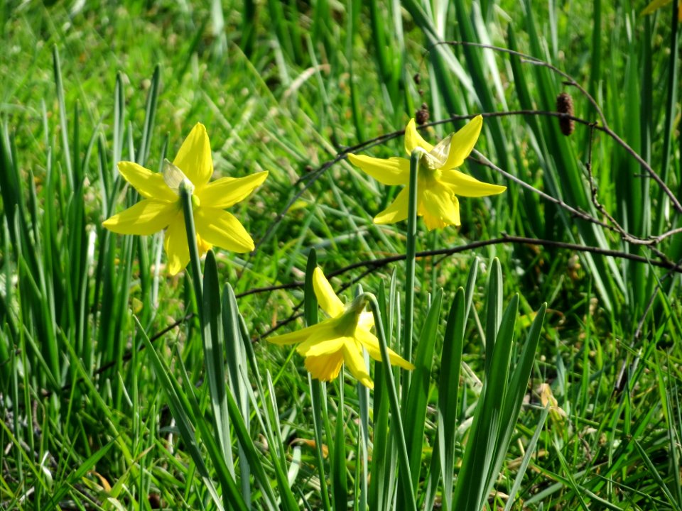 20150317Narcissus_pseudonarcissus2