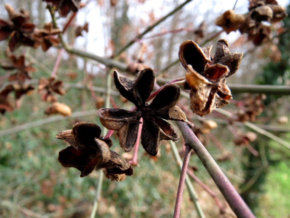 20150131Euonymus_europaeus3