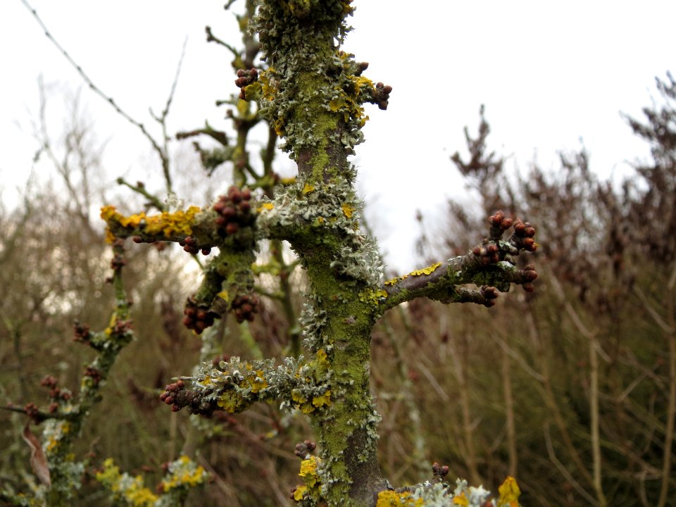 20150131Prunus_spinosa2