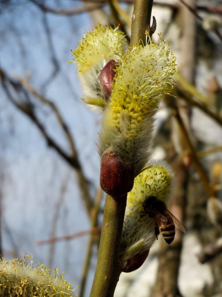 20150316Salix_caprea05