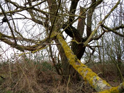 20150131Salix_alba