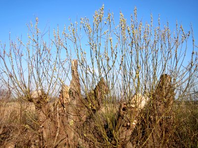 20150316Salix_caprea02