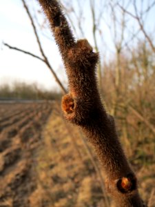 20150213Rhus_typhina1