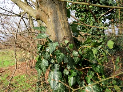 20150131Hedera_helix2