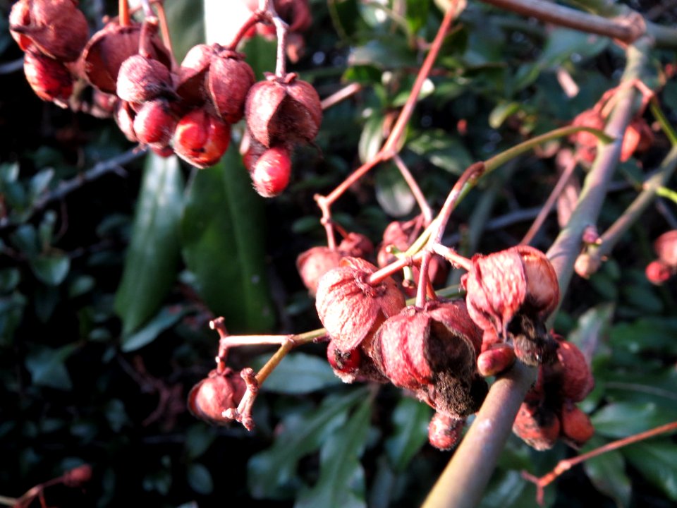 20150213Euonymus_japonicus3