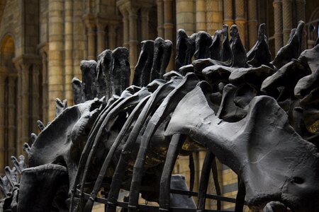 Dinosaur natural history museum bones