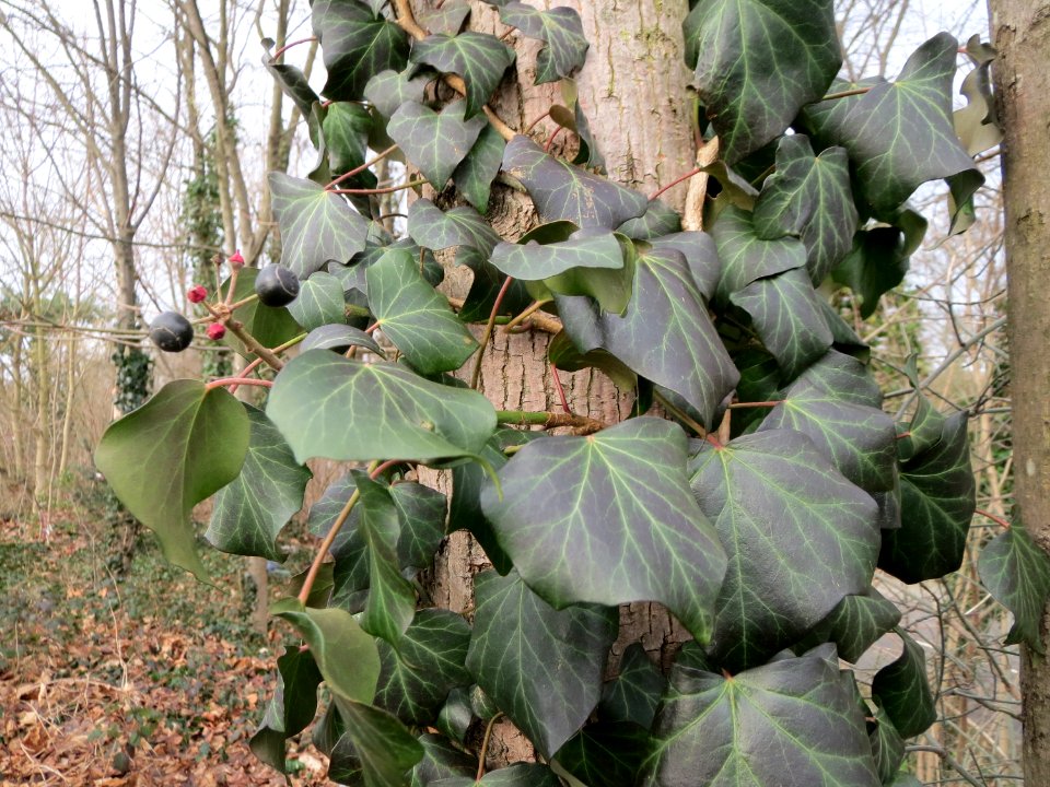 20150131Hedera_helix1