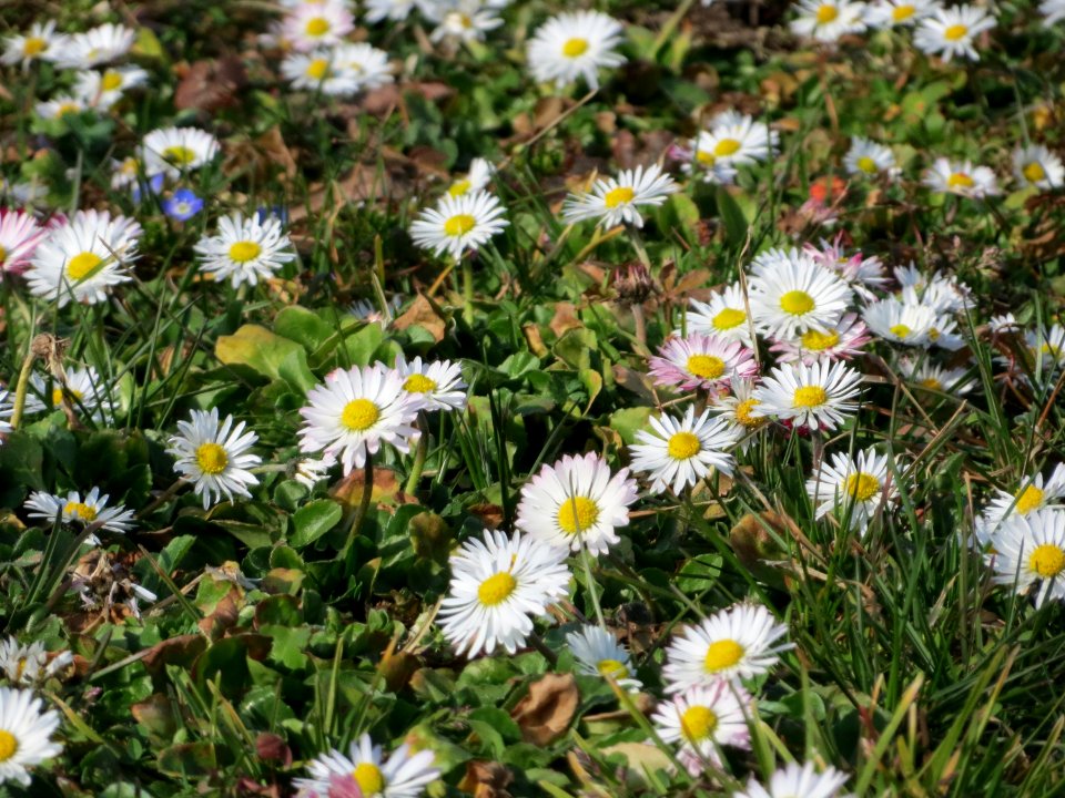 20150317Bellis_perennis2