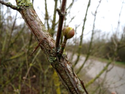 20150218Cornus_mas3