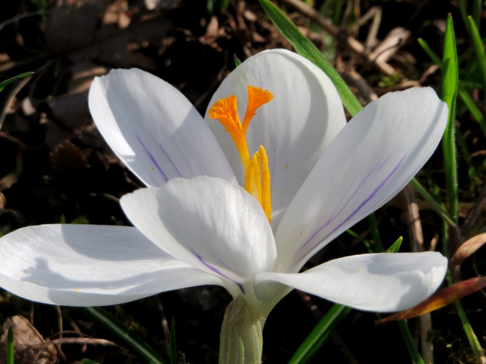 20150317Crocus_chrysanthus_cultivars