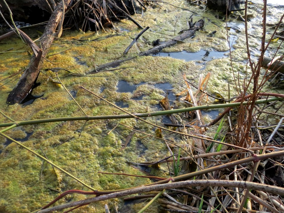 20150317Bachwiesen1