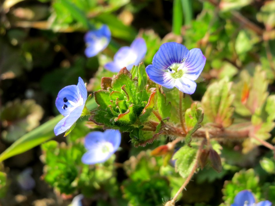 20150316Veronica_persica5