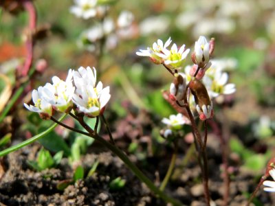20150317Draba_verna2