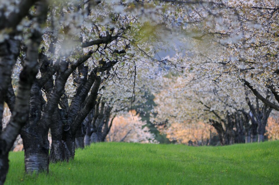 Flower flowers country