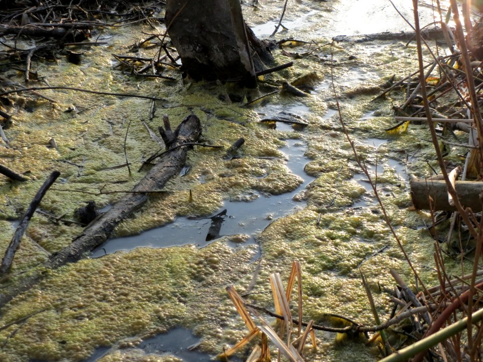 20150317Bachwiesen2