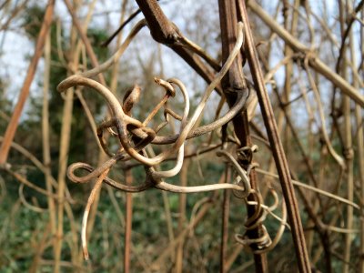 20150131Clematis_vitalba3