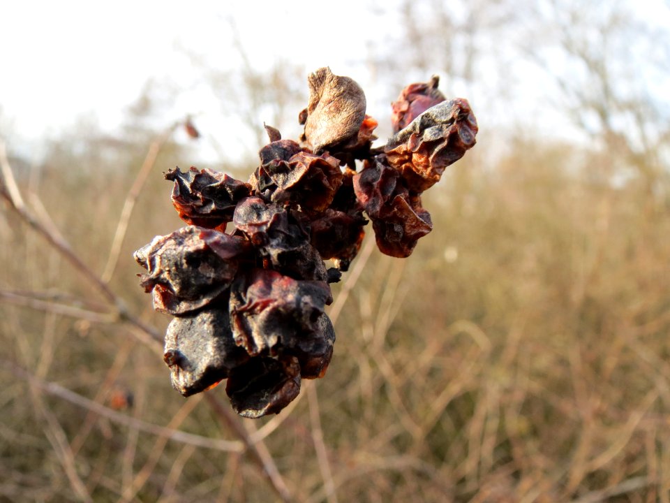 20150118Symphoricarpos_albus2