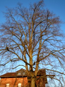 20150212Tilia_cordata2
