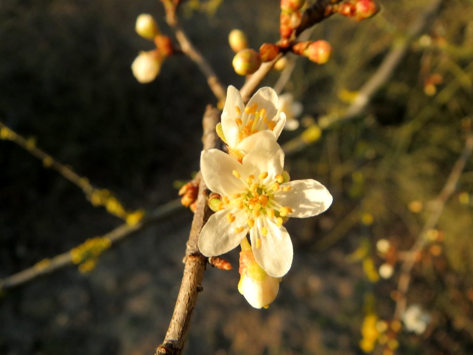 20150309Prunus_cerasifera4